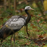 Zoo Brno rozšířila ptačí kolekci o vzácné a ohrožené druhy